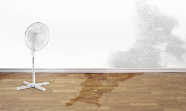 Best Water damage cleanup near me  in Sour Lake, TX