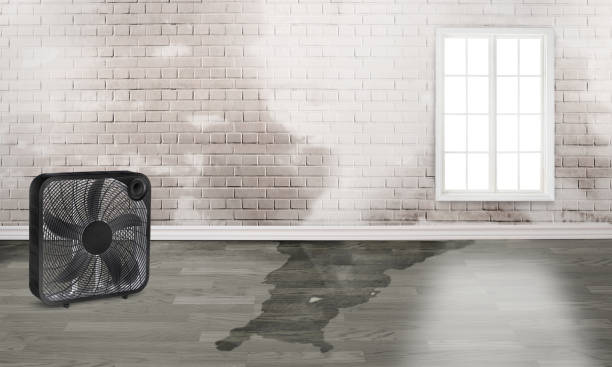 Best Water damage restoration process  in Sour Lake, TX